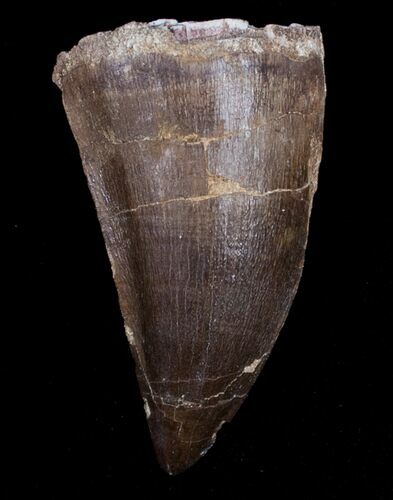 Mosasaur Tooth - Cretaceous Reptile #10219